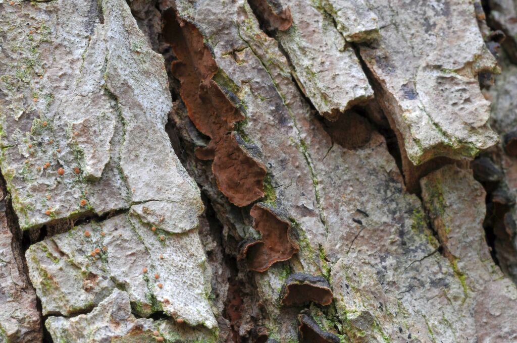 Hymenochaete ulmicola