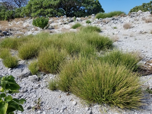 Lepturus repens observed 2024-11-24