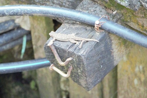 Hemidactylus platyurus