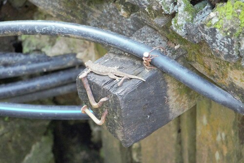 Hemidactylus platyurus