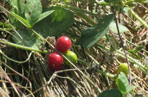 Mukia maderaspatana iNat (2)