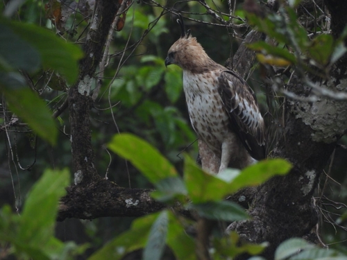 Legge's Hawk-Eagle (Nisaetus kelaarti), photo 4