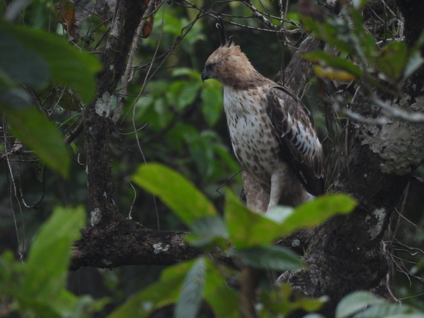 Legge's Hawk-Eagle (Nisaetus kelaarti), photo 2