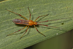 Ragwelellus suspectus