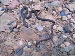 Urotheca lateristriga