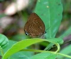 Arhopala amphimuta