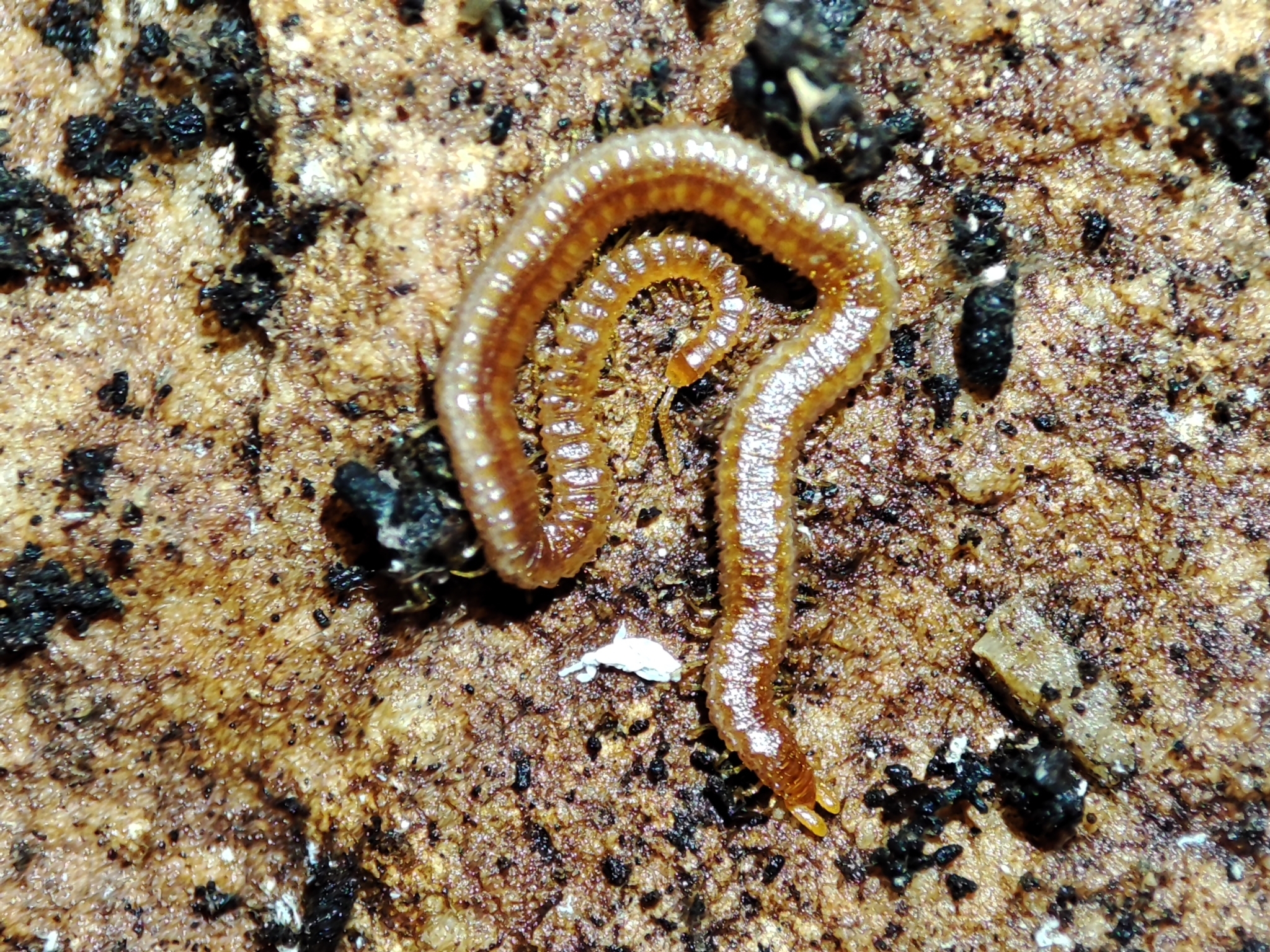 Dignathodon microcephalus Lucas, 1846