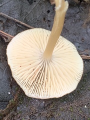 Entoloma formosum