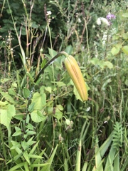 Lilium canadense