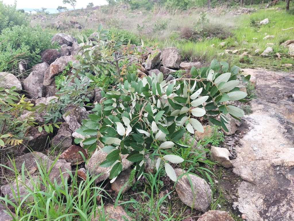 Foto de Cajueiro-bravo