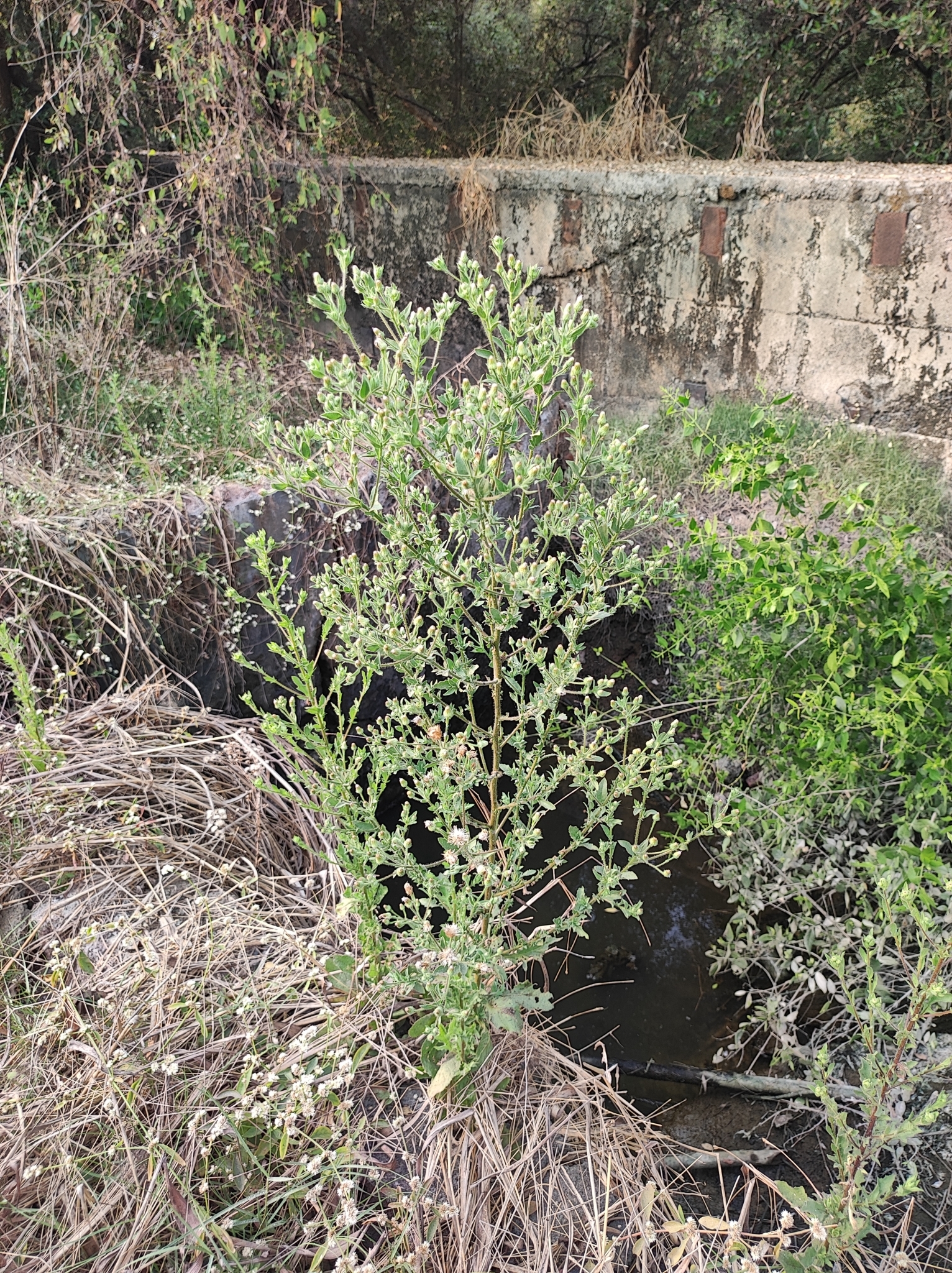 Laggera aurita