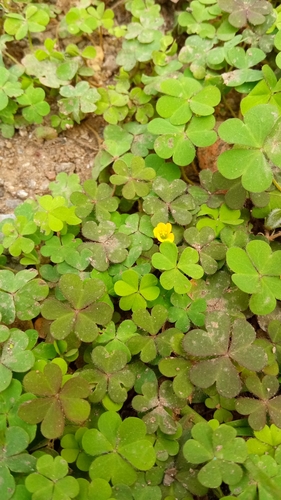 Creeping Woodsorrel