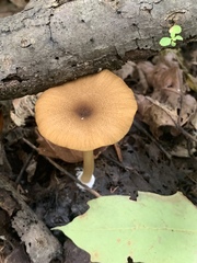 Entoloma formosum