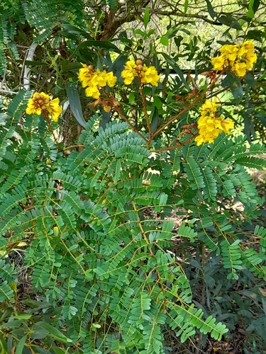 Foto de Sibipiruna