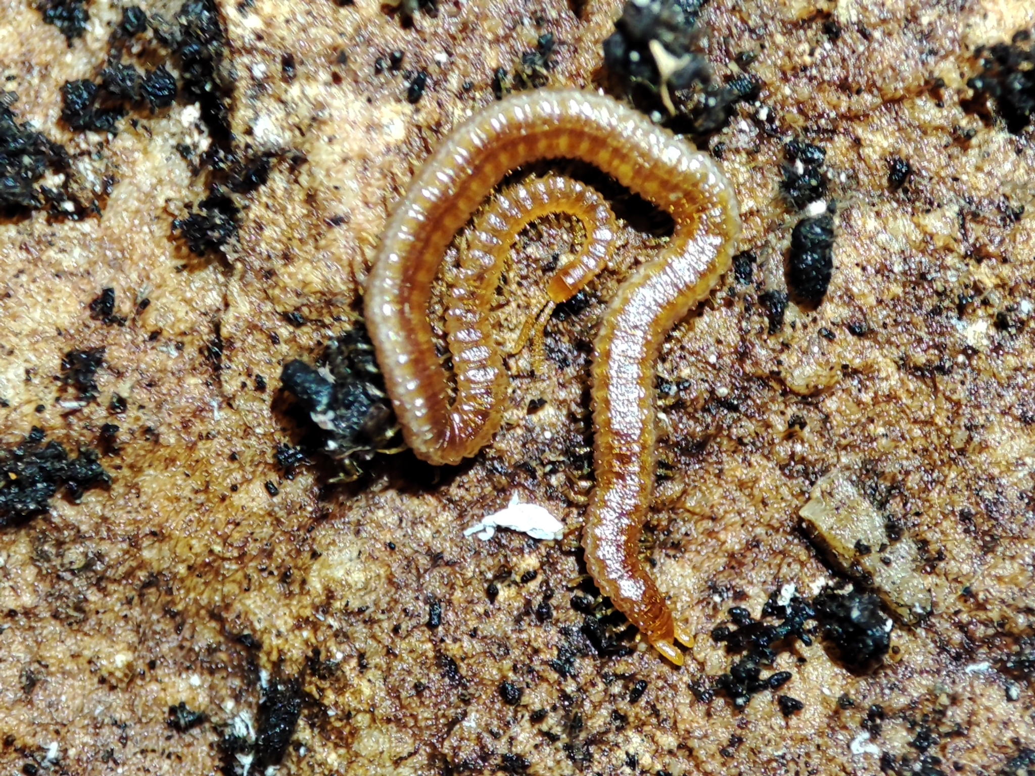Dignathodon microcephalus Lucas, 1846