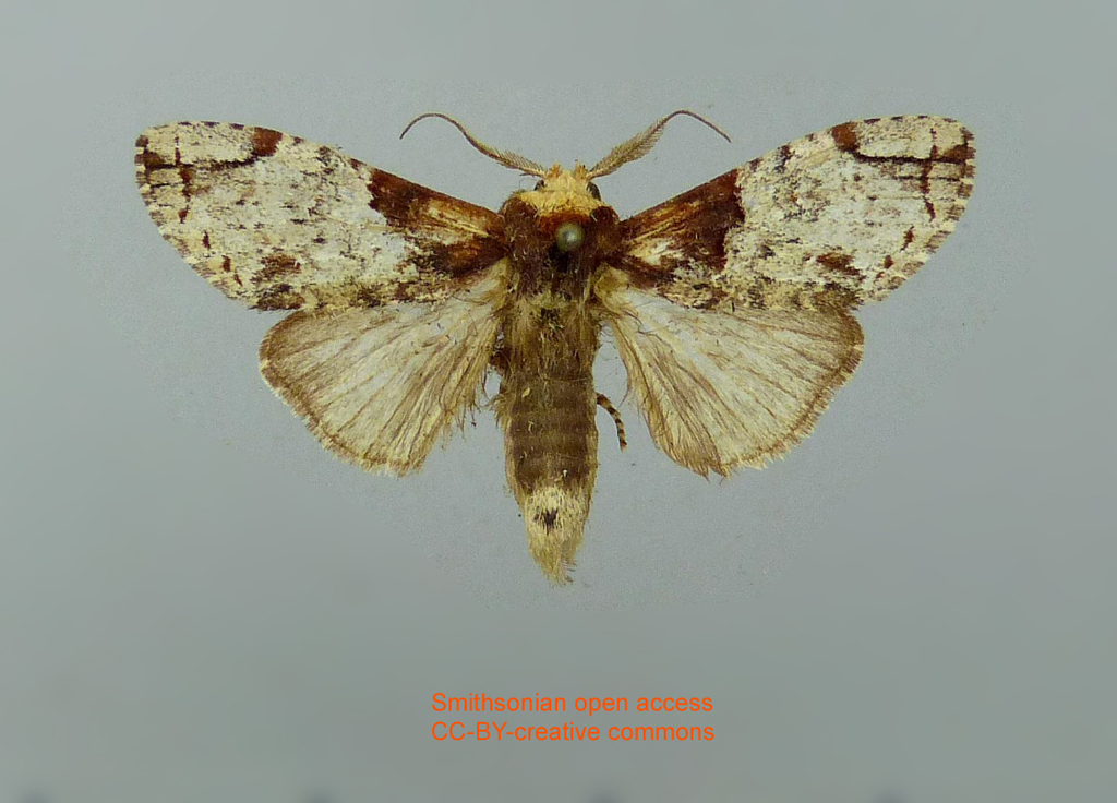 Notelina oyapoca