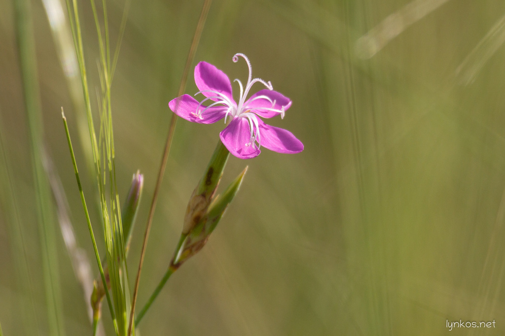 Dianthus ciliatus