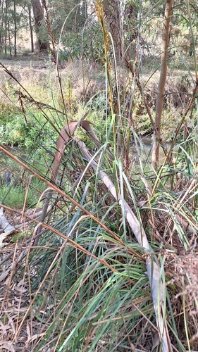Image of Gahnia sieberiana by no rights reserved