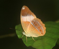 Cirrochroa orissa