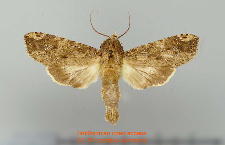 Nystalea amatura