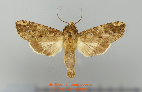 Nystalea amatura