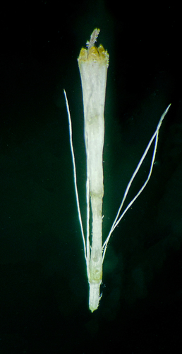 Image of Laggera Aurita (Laggera aurita) by no rights reserved