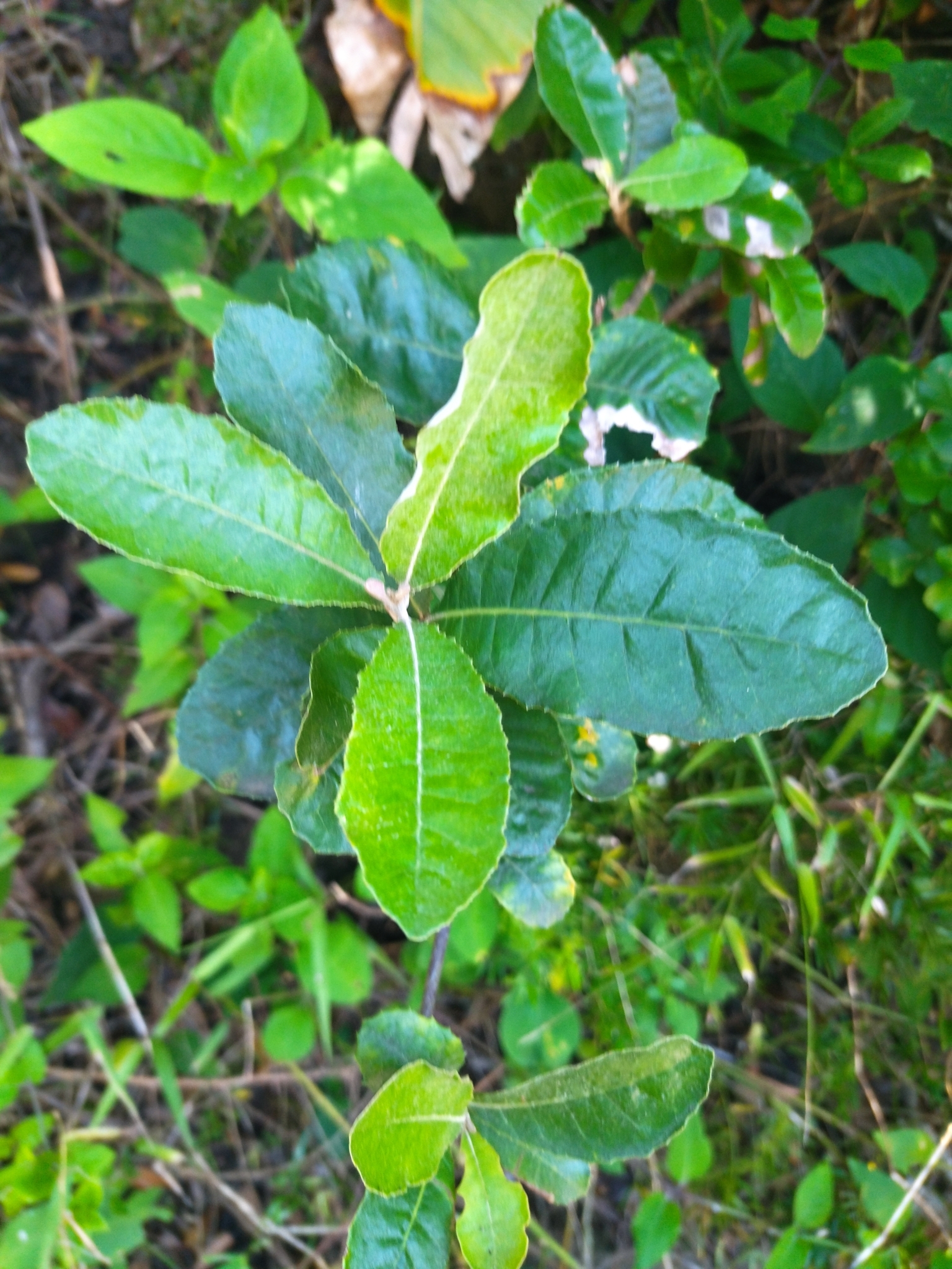 Imagem de Sombra-de-touro