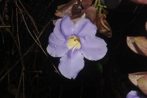 Thunbergia grandiflora