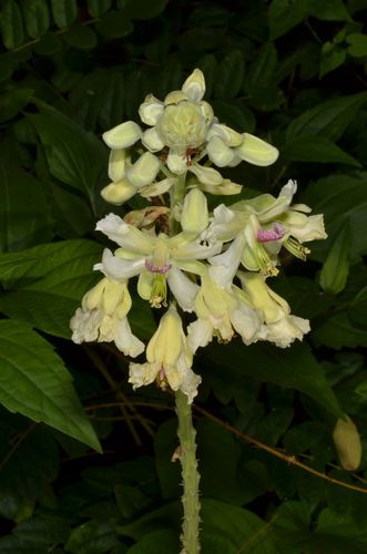 Guilandina minax
