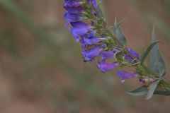 Penstemon glaber brandegeei
