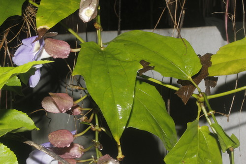 Thunbergia grandiflora
