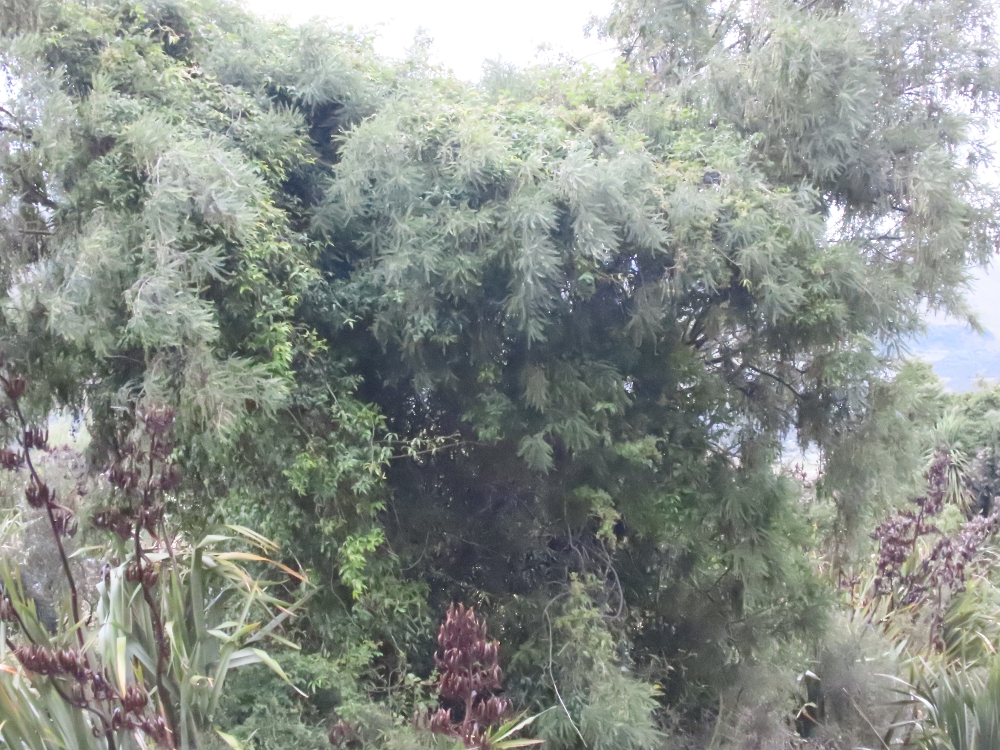 Imagem de Kowhai