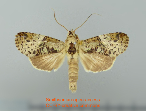 Tachuda olivescens