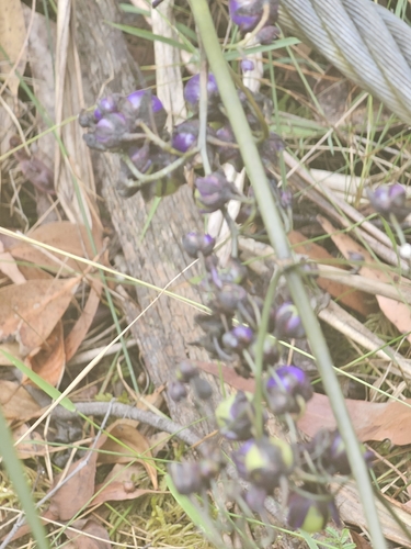 Dianella tasmanica