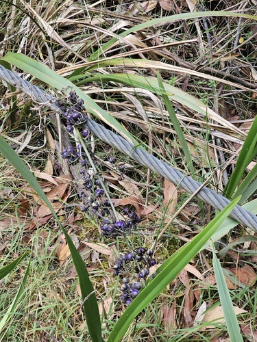 Dianella tasmanica