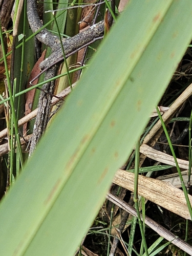 Dianella tasmanica