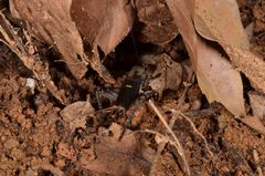Teleogryllus mitratus