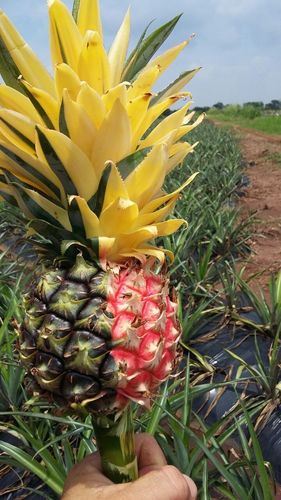 Ananas comosus iNat (1)