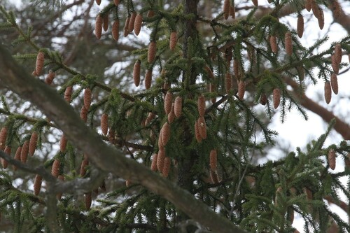 Picea × fennica (Picea × fennica)