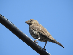 Haemorhous mexicanus