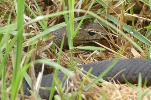 Eastern Brown Snake sighting