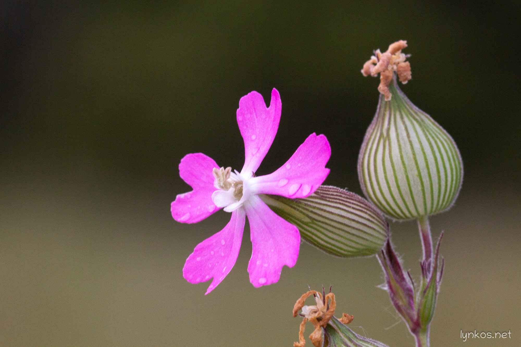 Silene conica