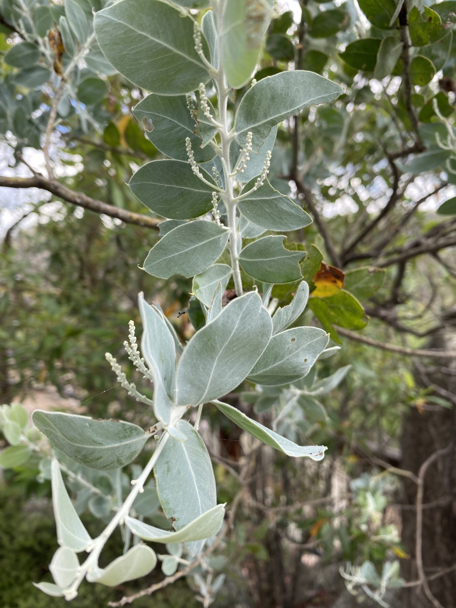 Imagem de Acácia-mimosa