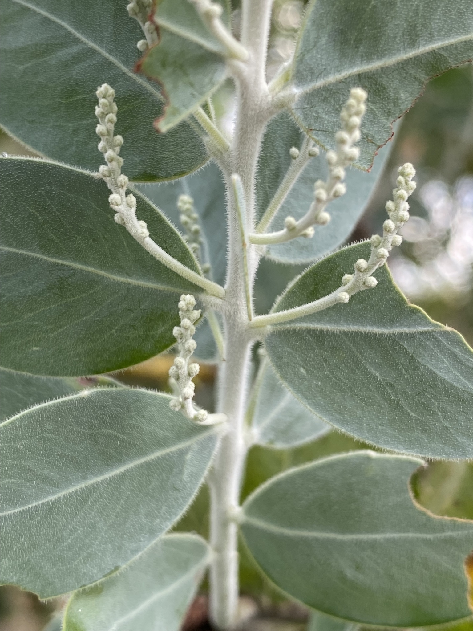 Imagem de Acácia-mimosa