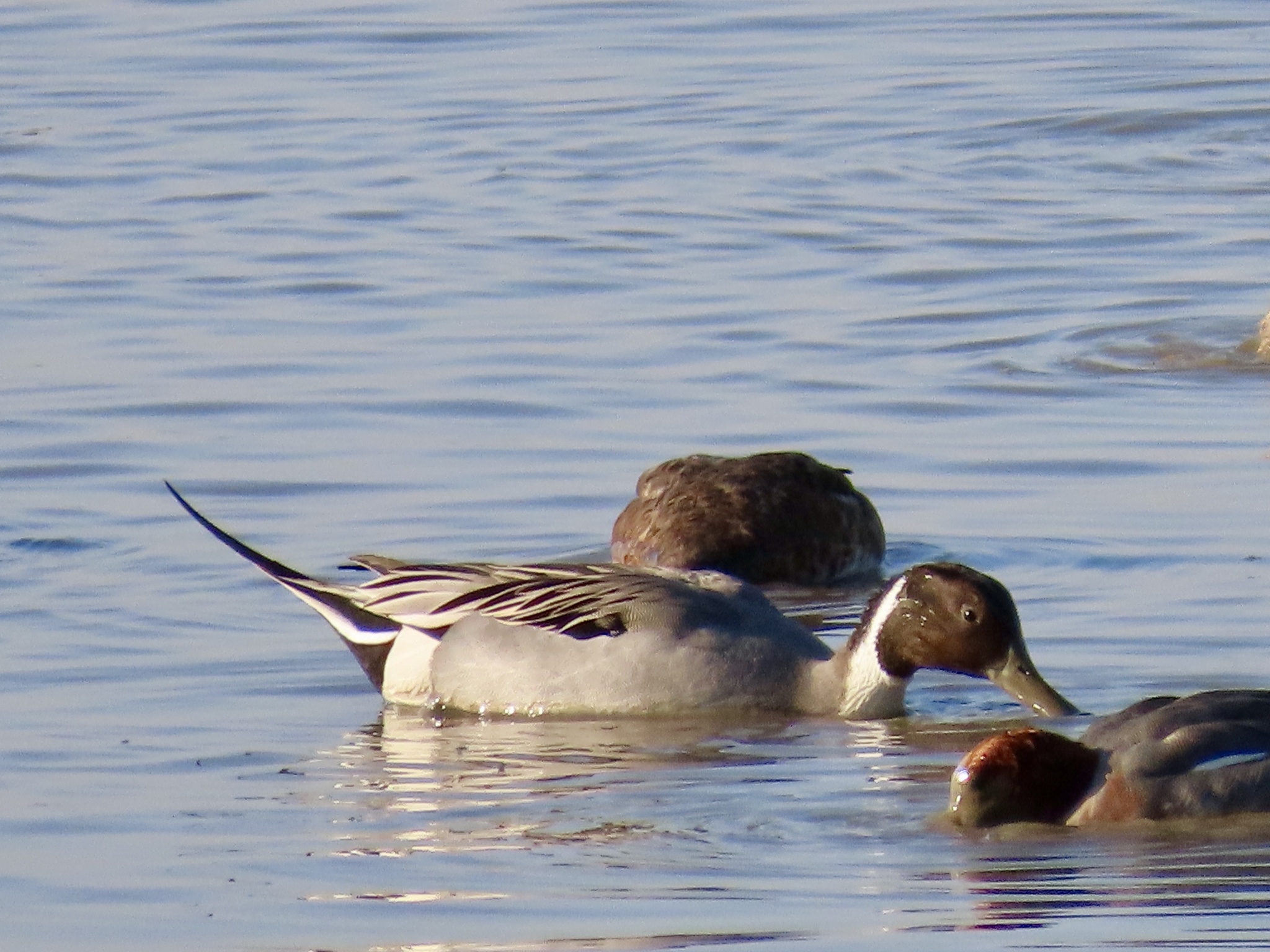 Northern Pintail