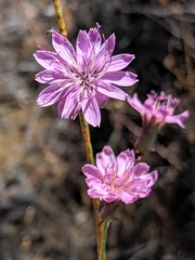 Stephanomeria cichoriacea