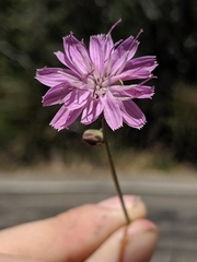 Stephanomeria cichoriacea