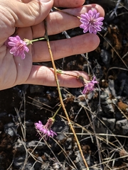 Stephanomeria cichoriacea
