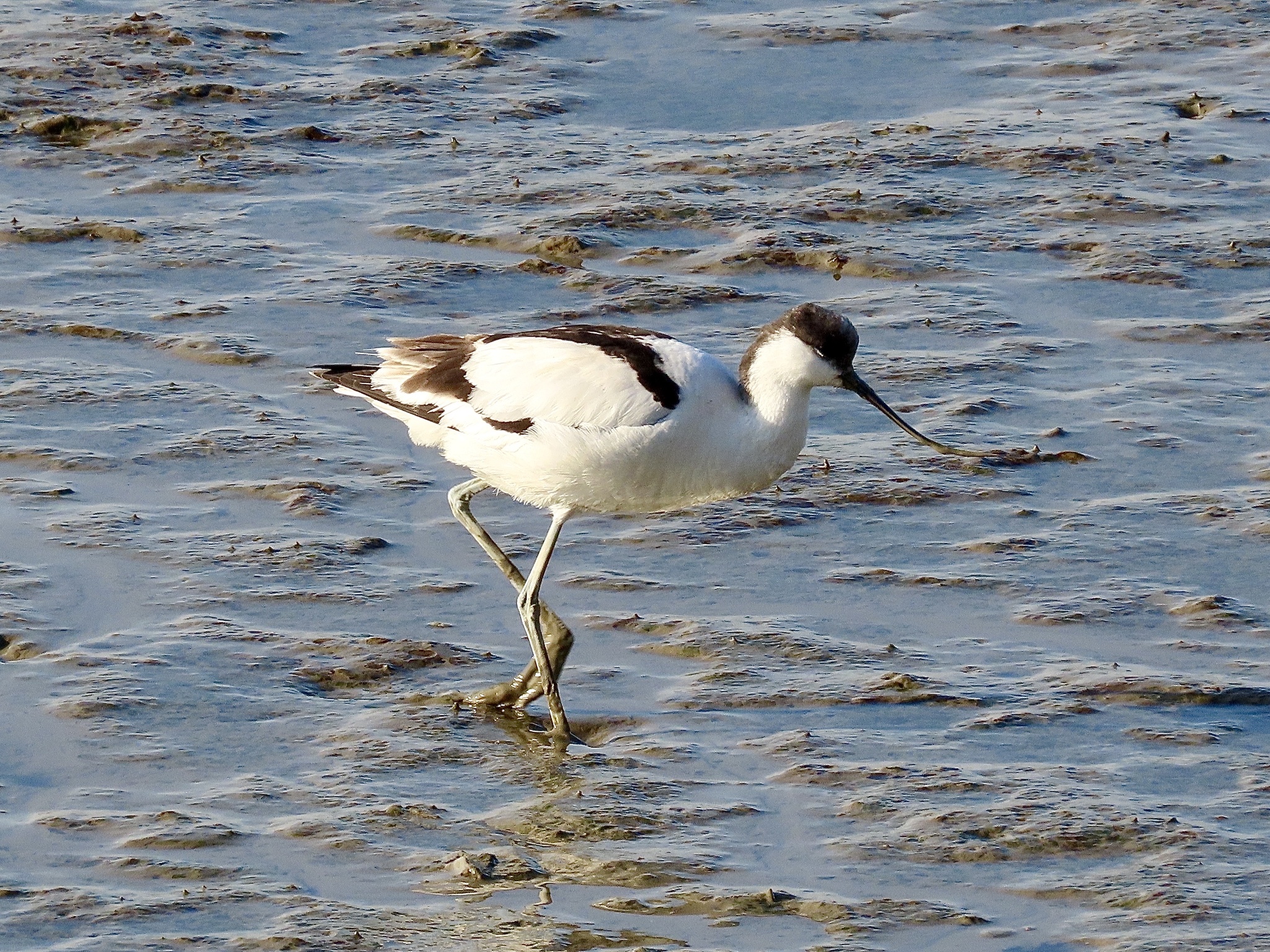 Pied Avocet