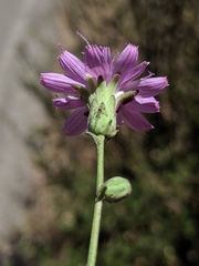 Stephanomeria cichoriacea